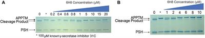 Covalent fragment inhibits intramembrane proteolysis